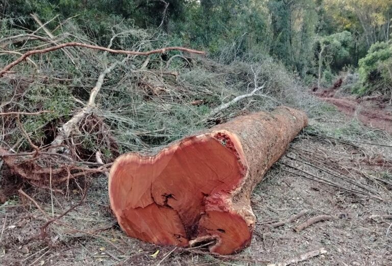 Misiones | El MAM denuncia tala ilegal de más de 200 árboles nativos en lotes de productores de Colonia Alberdi