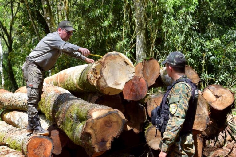 Misiones | Ecología investiga extracción ilegal de madera nativa tras operativo en áreas de la Reserva Yabotí en El Soberbio
