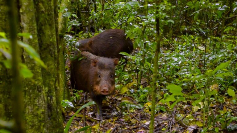 Misiones | Tres pecaríes y una lechuza regresan a su hogar tras un proceso de rehabilitación en el Centro de Rescate Güirá Oga