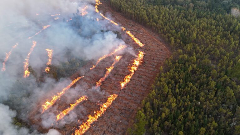 Chile | Proponen en la región del Biobío uso de fuego técnico por acumulación durante 6 años de combustibles vegetales