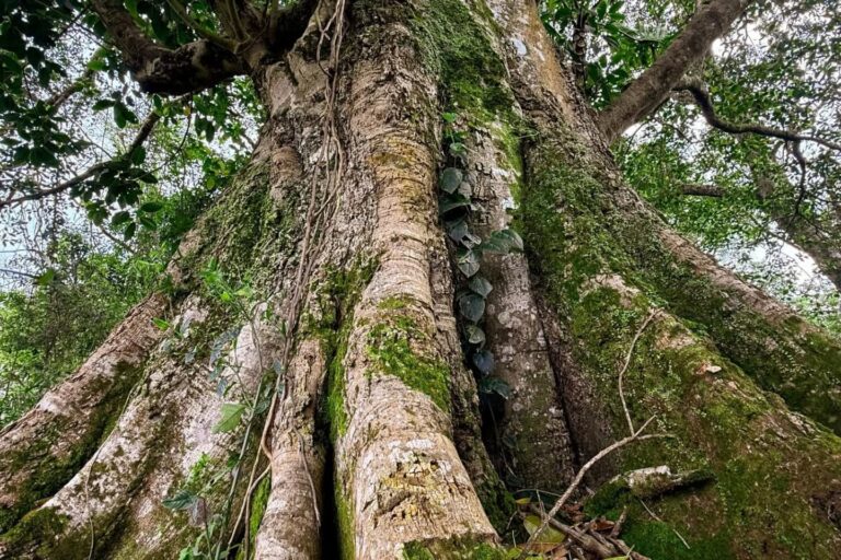 Paraguay | Un majestuoso árbol de Guapo’y del Parque Nacional Ñacunday es finalista en Colosos de la Tierra 2025