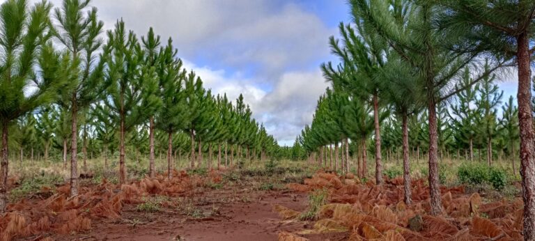 INTA | La estación experimental de Montecarlo es referente nacional en mejoramiento genético y manejo de pinos