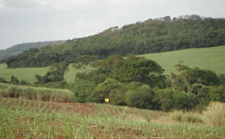 Brasil | Las áreas reforestadas del Bosque Atlántico no se integran completamente con los fragmentos de bosque nativo, según estudio