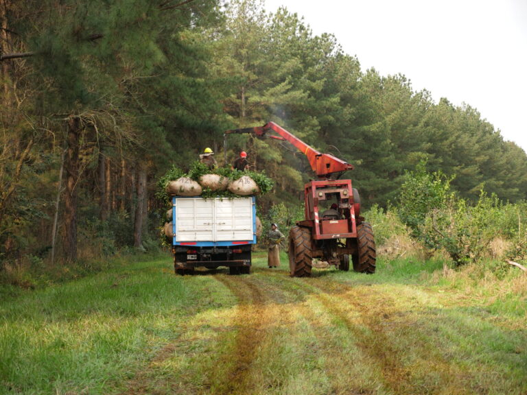 Análisis de la cadena yerbatera: un diagnóstico de poder, un problema estructural y un llamado a la acción cooperativa