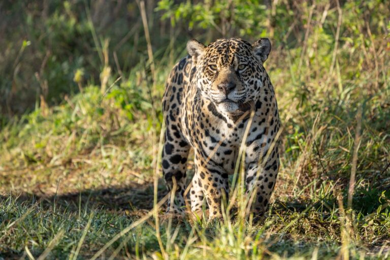 Día del Yaguareté: el felino más grande de América en peligro crítico