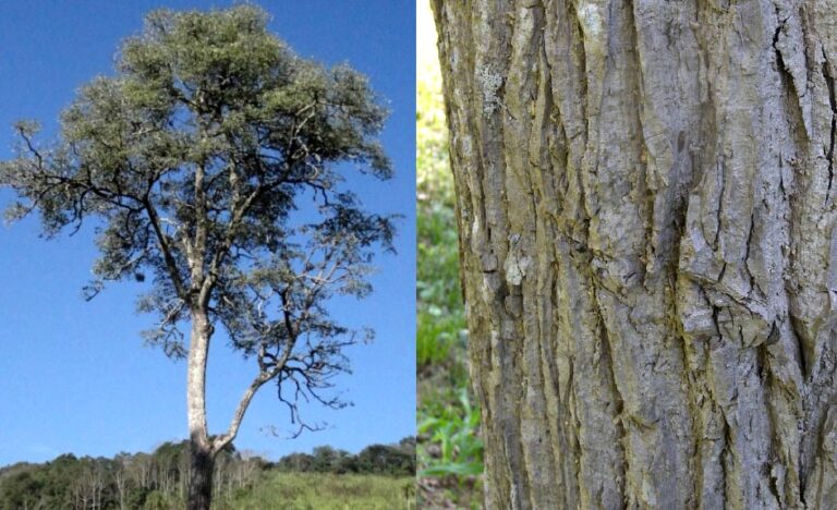 Conocé al árbol Sabuguero, una de las especies nativas maderables de la Selva Misionera