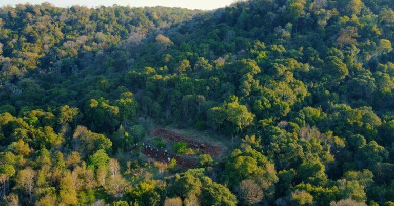M2 x Naturaleza en Misiones: plantaron 4.000 árboles nativos para restaurar la selva misionera en la reserva privada Margay con enfoque regenerativo y sintrópico