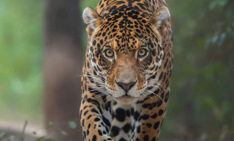 Semana del Clima | Presentaron Ríos del Yaguareté, una iniciativa para restaurar ecosistemas en Sudamérica