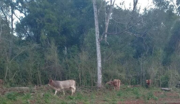 Misiones | Denuncian a segundo cacique de El Pocito por ataque con machete y amenazas a un trabajador rural en propiedad privada
