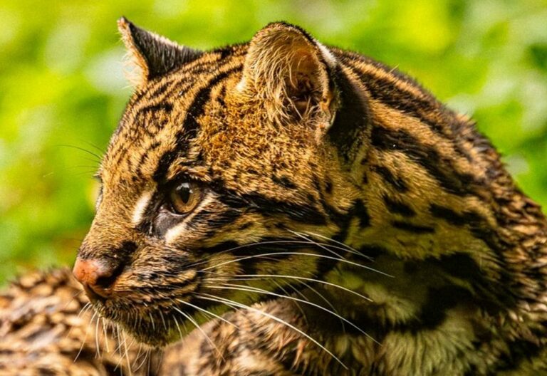 Misiones refuerza el vínculo entre conservación y seguridad: muestras de un ocelote servirán para entrenar canes del GOE