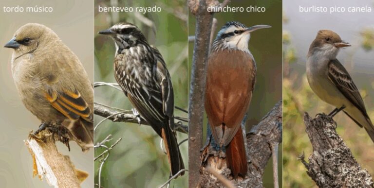 Aliadas aladas: el potencial de las aves nativas para controlar plagas en sistemas forestales del Delta del Paraná