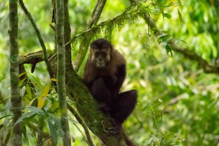 Conservación | Ocho monos Capuchinos rehabilitados fueron liberados en el Parque Provincial Urugua-í, al norte de Misiones