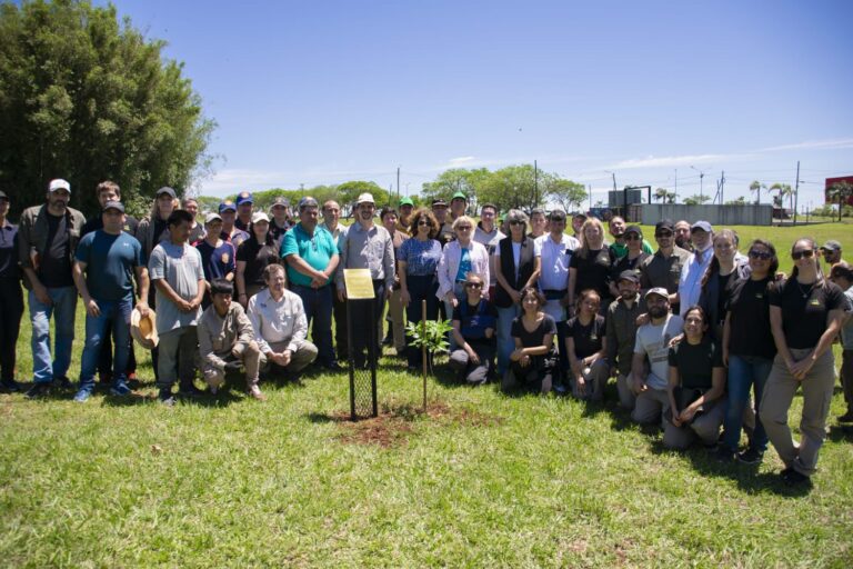 Misiones | Logran la meta de plantación del árbol número 100.000 y promueven la restauración de la Selva Paranaense