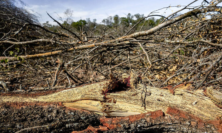Desmontes ilegales | Greenpeace denunció por deforestación a una empresa ganadera en Santiago del Estero y a cuatro fincas en Salta