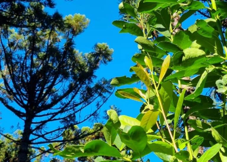 Árboles y plantaciones de yerba: la sombra como aliada para impulsar sistemas agroforestales más sostenibles y productivos