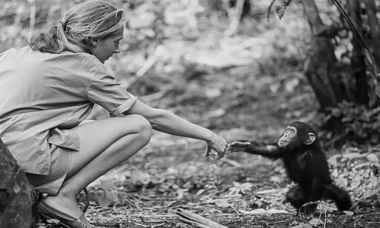 Murió la Dra. Jane Goodall, la científica que cambió para siempre nuestra relación con la naturaleza