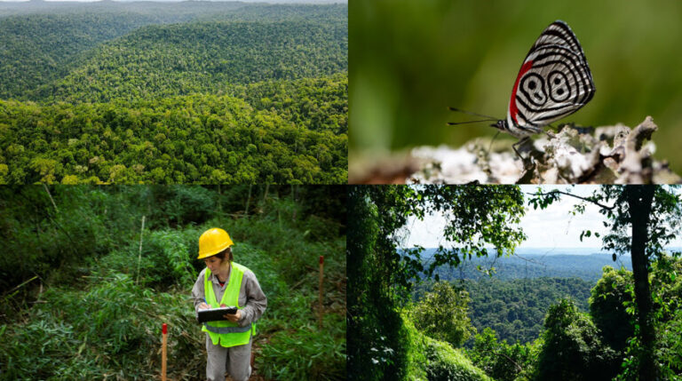 Acción climática | El primer proyecto voluntario de carbono de Misiones logra certificación internacional de Verra