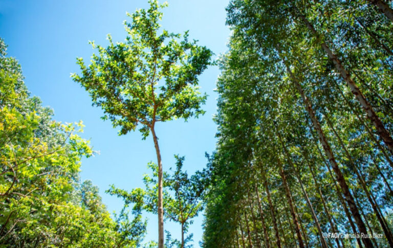 Paraguay | El país registra una expansión acelerada de plantaciones forestales con crecimiento del 66% en dos años