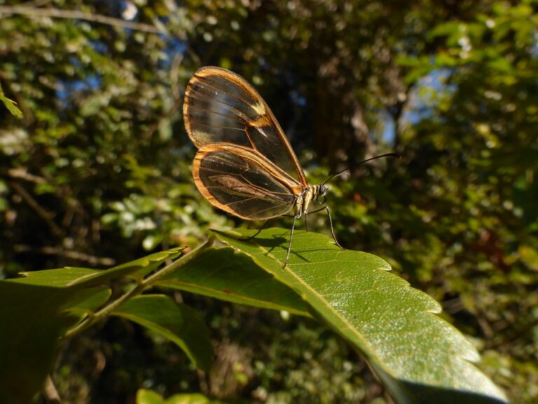 Misiones | Desde la Reserva Natural Osununú impulsan un corredor biológico que conecta siete áreas protegidas y celebran 20 años de descubrimientos científicos, conservación y restauración
