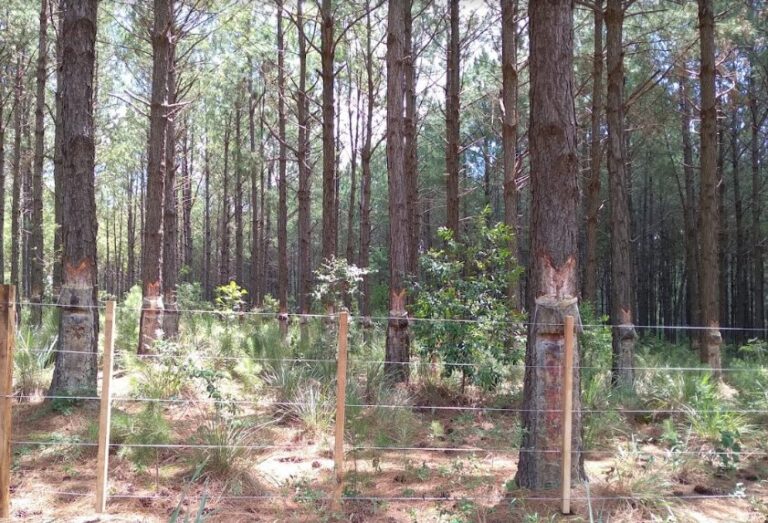 La resina de pino como recurso promisorio para integrar en una biorrefinería