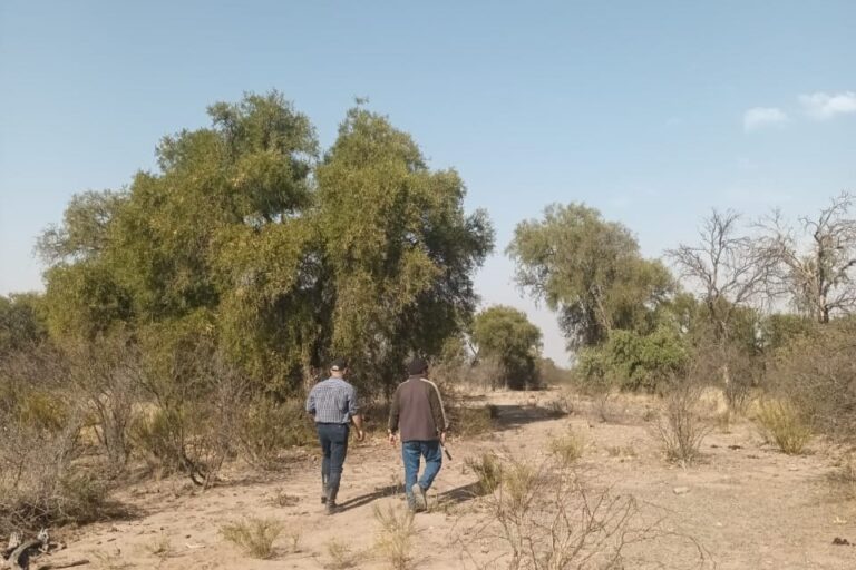 San Luis | Ambiente, FAO y Conicet presentaron los planes de Manejo de Bosque con Ganadería Integrada (MBGI)