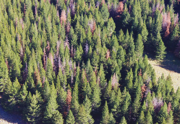 Sirex obesus: advierten de la nueva plaga forestal presente en Brasil que acecha a los pinares de la región del Cono Sur