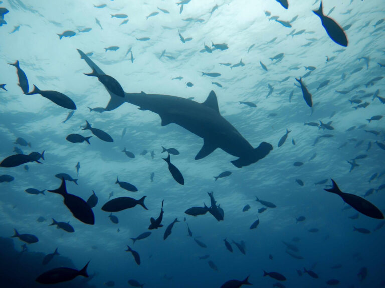 México cumple sus obligaciones internacionales de protección para los tiburones del Atlántico