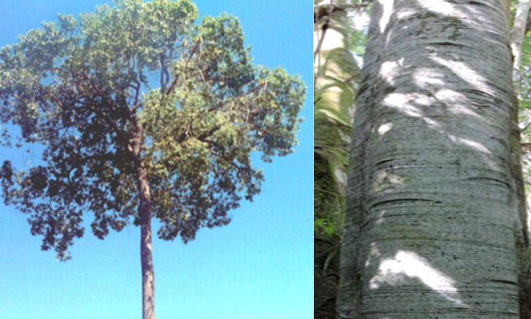 Conocé al árbol Yerba Caona, una de las especies nativas maderables de la Selva Misionera