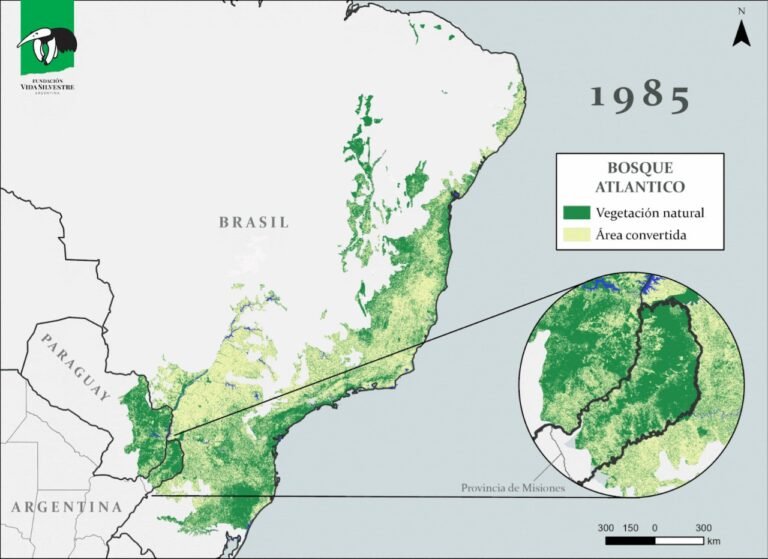 Bosque Atlántico | Nuevo mapa revela la pérdida de 6,6 millones de hectáreas del ecosistema y destaca los esfuerzos por conservarlo en Misiones