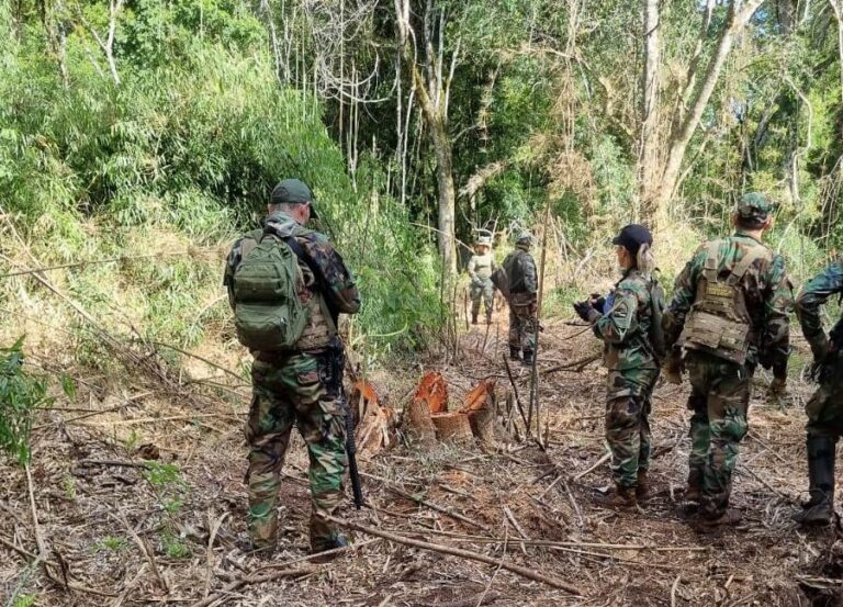 Misiones | Nuevo apeo ilegal en el Parque Provincial Piñalito en San Pedro revela la expansión silenciosa de la deforestación en áreas protegidas
