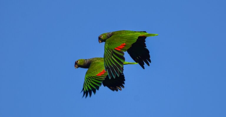 Misiones | Monitoreo registra apenas 323 ejemplares de Loro Pecho Vinoso, una especie en peligro crítico en el Bosque Atlántico