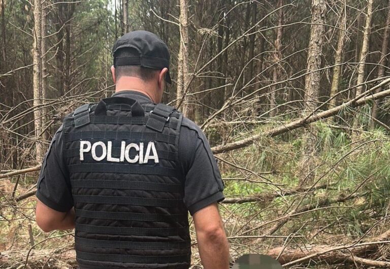 Tragedia en Misiones | Trabajador rural murió aplastado por un pino mientras realizaba tareas en una chacra de El Soberbio