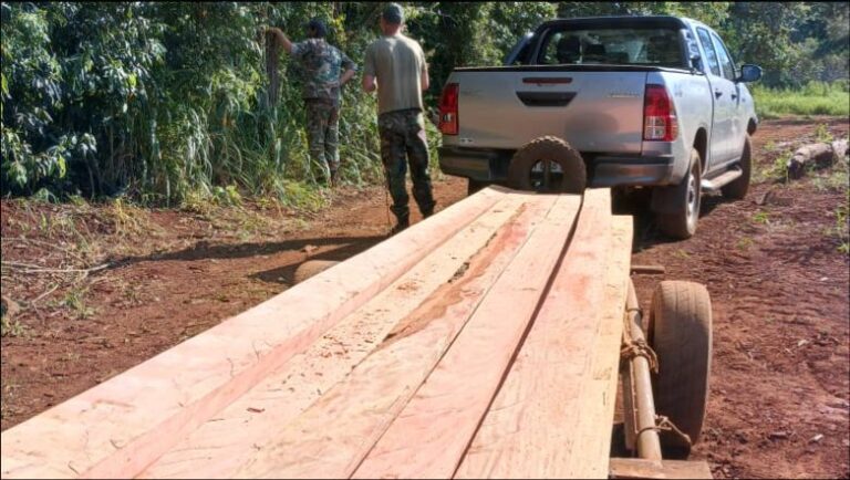 Misiones | Incautan madera de un Palo Rosa, especie monumento natural, que fue aserrada ilegalmente dentro de los límites del Parque Provincial Urugua-í