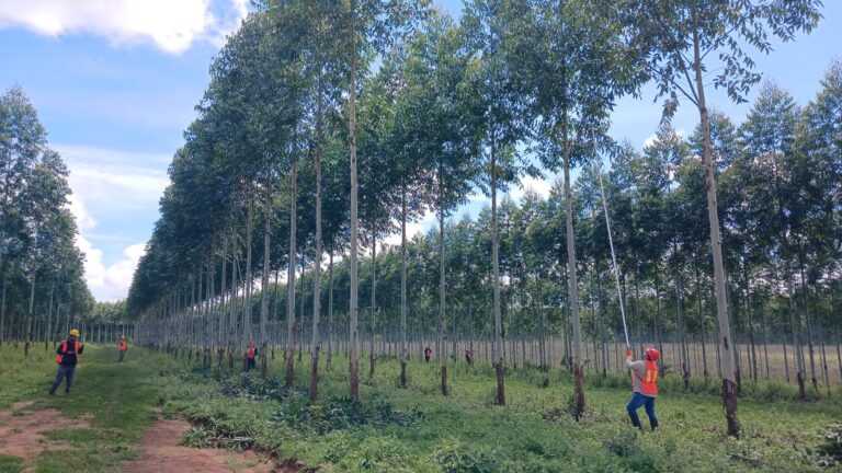 Paraguay | «Las plantaciones se convirtieron en instrumentos de desarrollo territorial y de generación de empleo digno», destacan desde INFONA