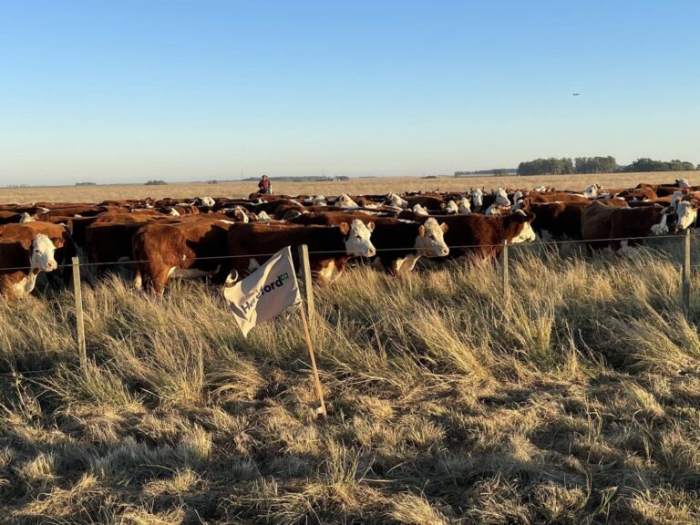 Estancias ganaderas de Tierra del Fuego se suman al programa Paisaje Productivo Protegido