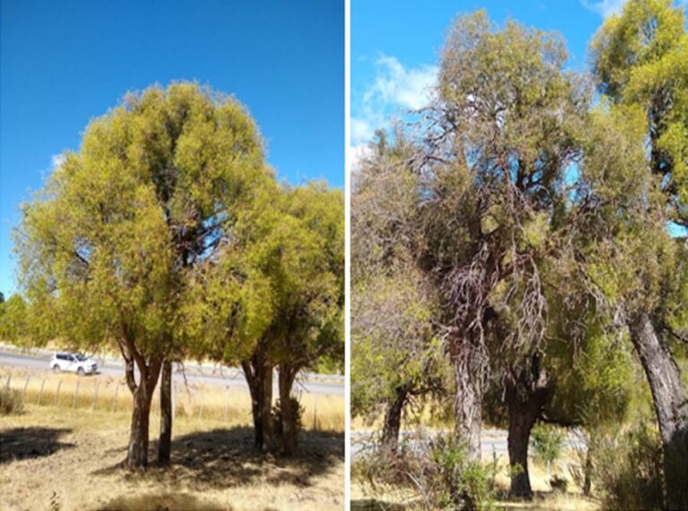 Chubut | El Maitén bajo la lupa: investigadores evalúan la defoliación provocada por insectos en el Valle del Río Percy