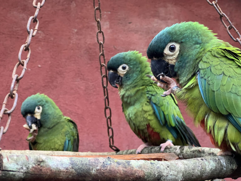Misiones | En la Reserva El Puente Verde avanzan con la reintroducción del maracaná lomo rojo, una especie extinta en Argentina desde hace 20 años