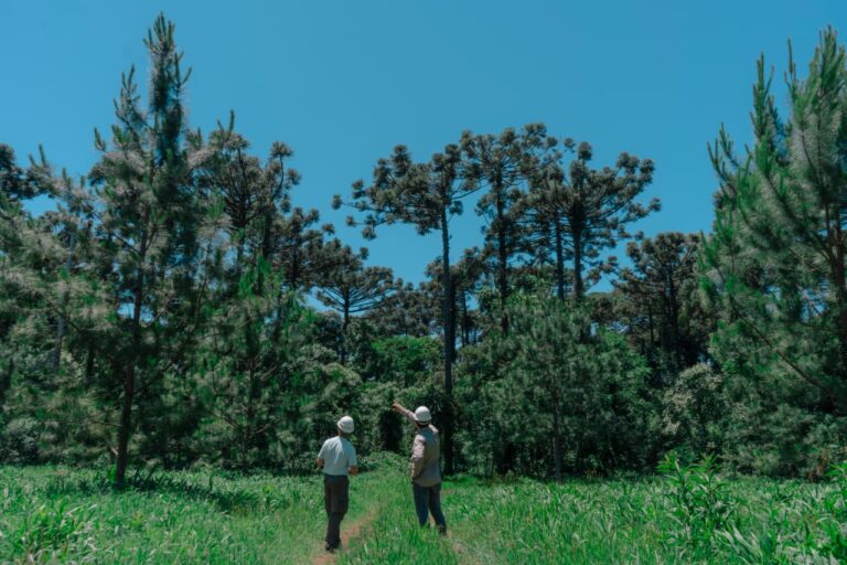 INTA Misiones refuerza acciones para conservar el Pino Paraná y restaurar su presencia en el Bosque Atlántico
