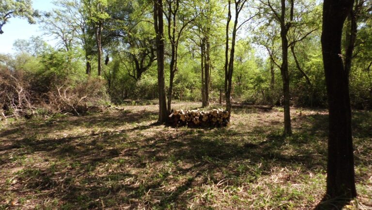 Modificaciones propuestas a la Ley 26.331: una mirada desde el Consejo Profesional de Ciencias Forestales del Chaco sobre los Bosques nativos y el desarrollo sostenible