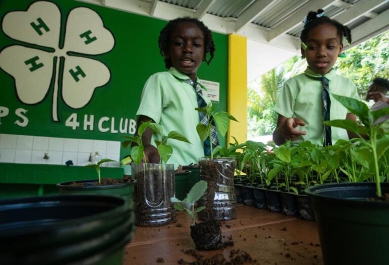 Crisis climática | Más de 240 millones de estudiantes perdieron clases en 2024 debido a fenómenos extremos, según informe de UNICEF