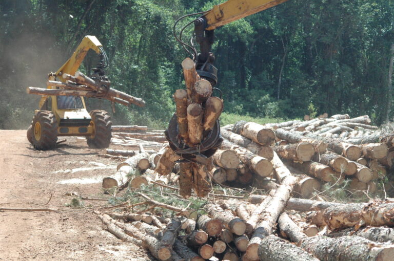 Al cumplir los 80 años, AFoA impulsa un sector que emplea 100 mil personas y exporta US$ 550 millones: la bioeconomía forestal busca escalar en la Argentina