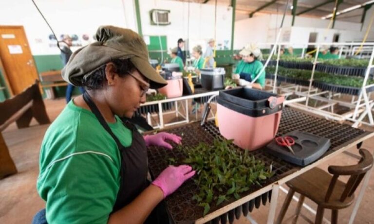 Brasil | Incrementó el empleo en el sector de bosques cultivados de la región de Mato Grosso en 2025