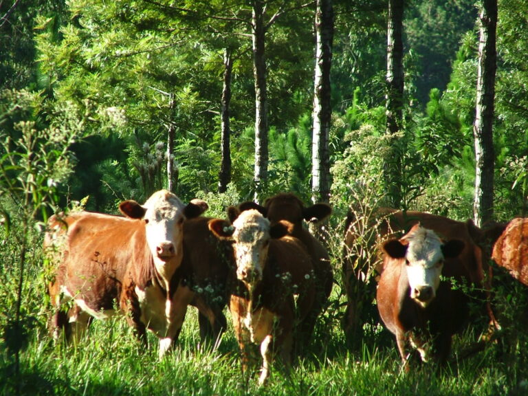 “El sector agroforestal ya ve al carbono como ingreso adicional”: Argentina multiplicó por diez sus proyectos certificados en tres años