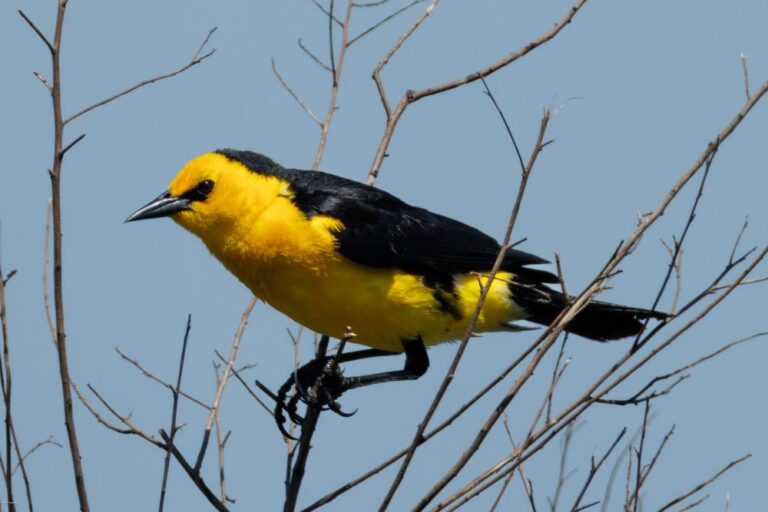 Aves Argentinas creó un refugio para el Tordo Amarillo y otras especies en peligro de extinción en su nueva reserva natural en Corrientes