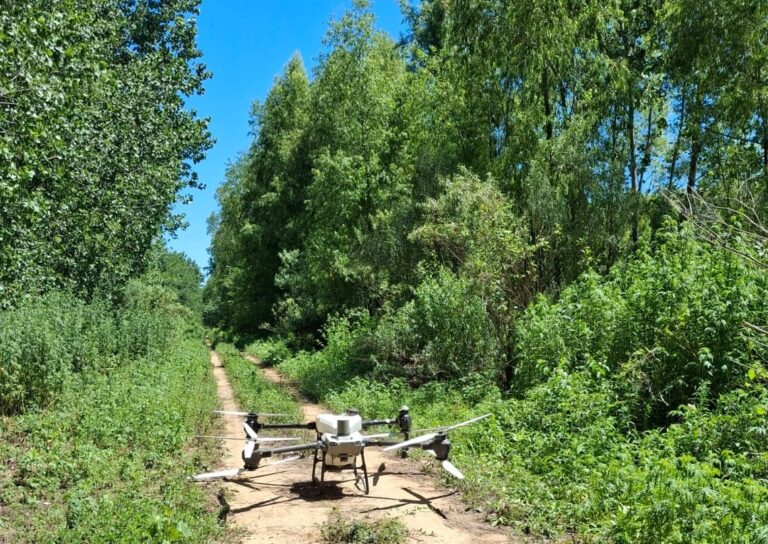 Sanidad forestal | Alianza estratégica en el Delta entre el INTA, ARAUCO y la UBA para combatir plagas