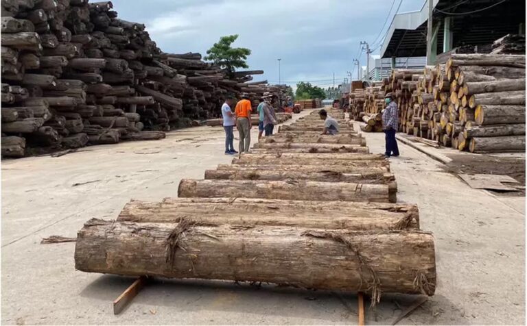 Madera tropical | Rendimiento desigual del sector maderero ante presiones de costos y materias primas  