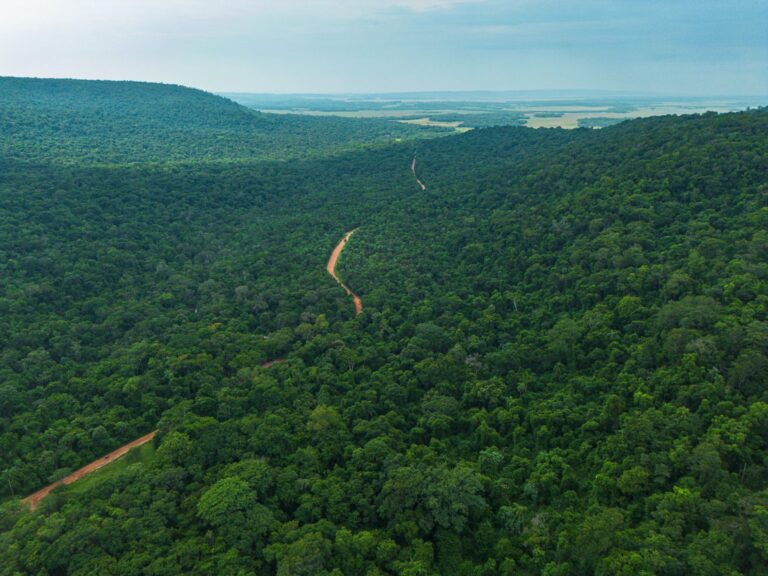 Paraguay conserva el 44,4% de su territorio con bosques y alcanza la menor tasa de deforestación en casi 20 años