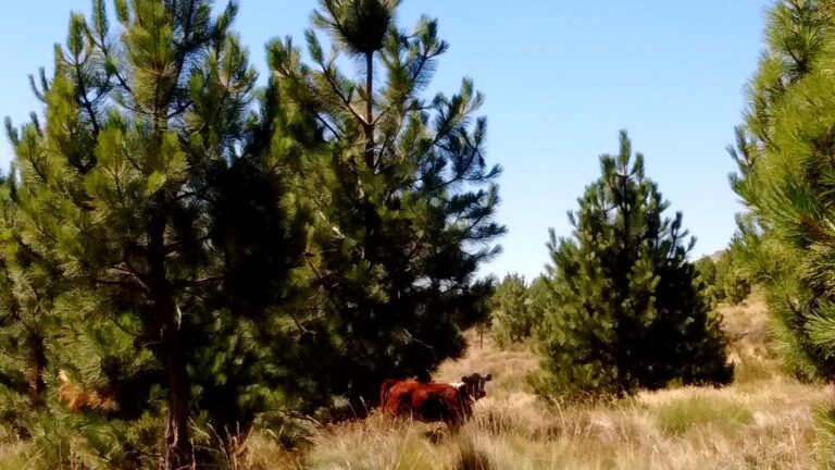 Sistemas silvopastoriles en la Patagonia : «La ganadería es una caja chica, la forestación es una caja de ahorro»