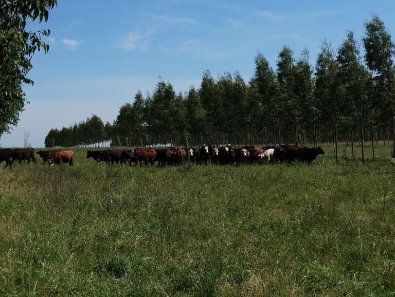 INTA impulsa mesa técnica para fortalecer sistemas silvopastoriles en Entre Ríos