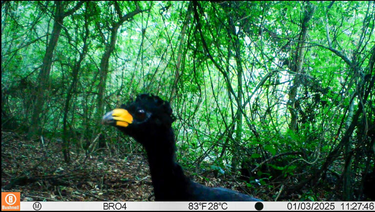 Proyecto transfronterizo registra más de 35 mil datos sobre biodiversidad en Paisajes Productivos Protegidos